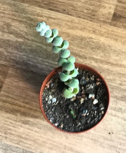 Crassula arta sukkulente - -,