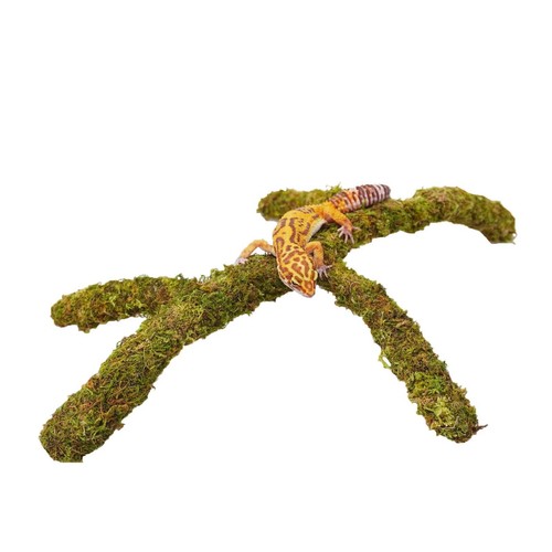 Leopard gecko terrarium - gecko,