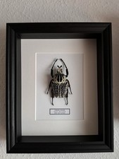 Echter Goliatkäfer Unikat