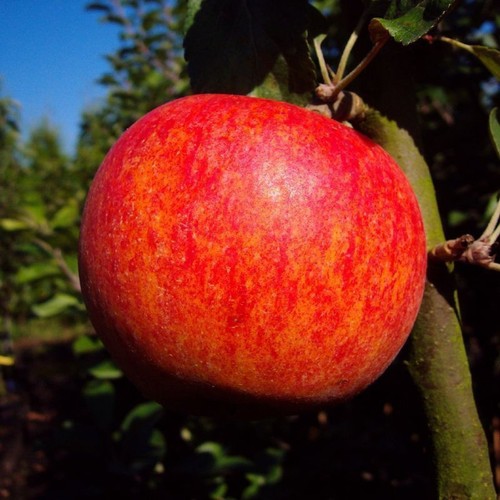 Obstbaum apfelbaum sommerapfel - apfelbaum,