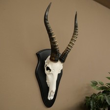 Blessbock (Damaliscus