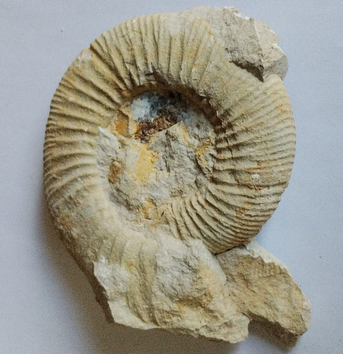 Geripptes ammonit tierfossil - geripptes, ammonit-tierfossil