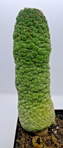 Kakteen kaktus - kaktus, –