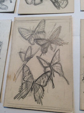 Originalzeichnung Falter 2 Wilhelm Eigener  BREHMS TIERLEBEN 1957 Bleistift