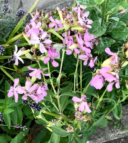 Echtes seifenkraut saponaria - seifenkraut,,