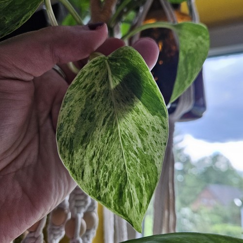 Efeutute marble queen - efeutute,