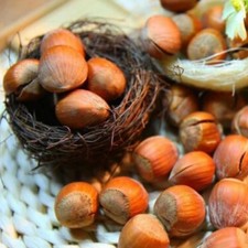 Haselnuss ‚Barcelona'