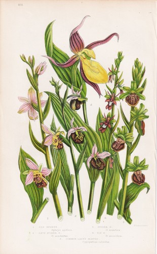 Cypripedium frauenschuh - cypripedium,