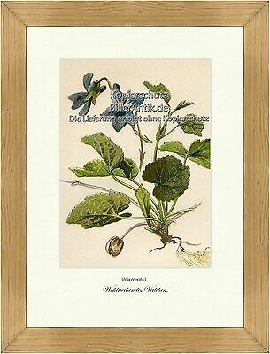 Wohlriechendes veilchen - wohlriechendes,