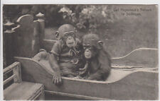 AK Stellingen-Hamburg - Carl Hagenbeck´s Tierpark - Affen, Babyaffen - Gel. 1914