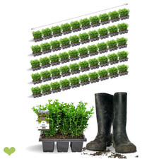 50 m Buchsbaum Hecken-Komplett-Set | 300 Pflanzen (50 × 6) | 12–15cm | immergrün