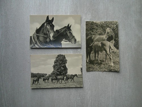 Pferd pferde hengst - x,