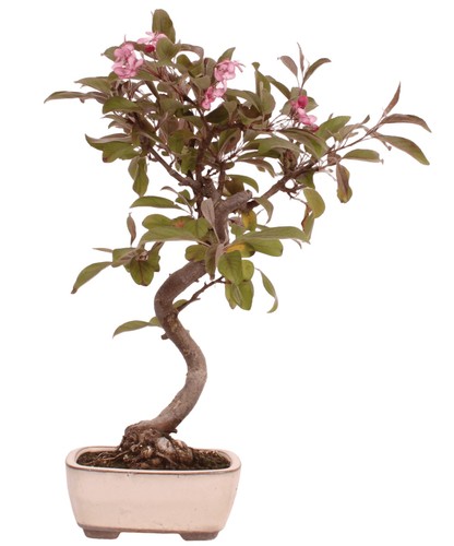 Bonsai malus domestica rot - bonsai,