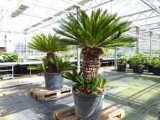 Mega Palmfarn 170 - 180 cm Cycas Revoluta | 100 cm Stammumfang | Sagopalme Palme