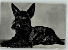 39893090 - Scottish Terrier Kleiner Hund