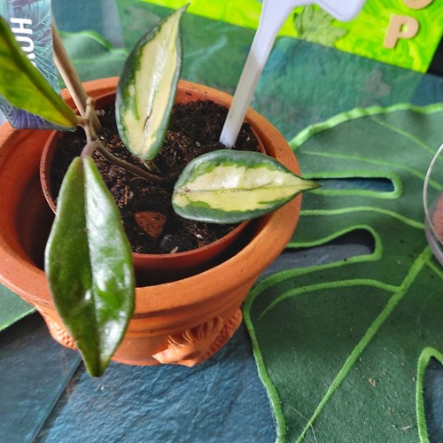 Porzellanblume hoya trie - porzellanblume,