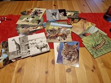 Ansichtskarten Konvolut Tier