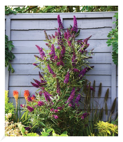 Buddleia straight - buddleia,