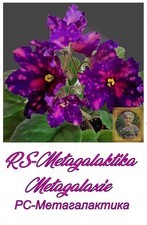 African Violet  RS Metagalaktika Jungpflanze Usambaraveilchen Zimmerpflanze (2)
