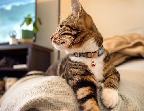 Rogz urban katzenhalsband - rogz,