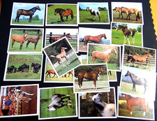 20 Stück Panini Sammelbilder