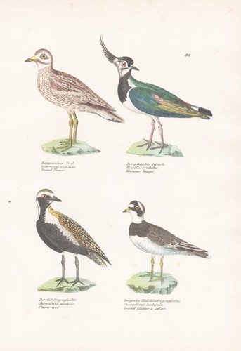 Kiebitz lapwing regenpfeifer - lapwing,