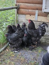 Brahma Schwarz Bruteier