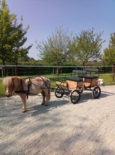 Shetty Kutsche Ein-und Zweispännig