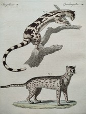 Löwe Stinktier etc.  - Bertuch 3 Kupferstiche - 1792