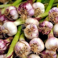 Frischer Allium Ljubascha Ukraine Knoblauch Knolle Etagenknoblauch -25 frosthart