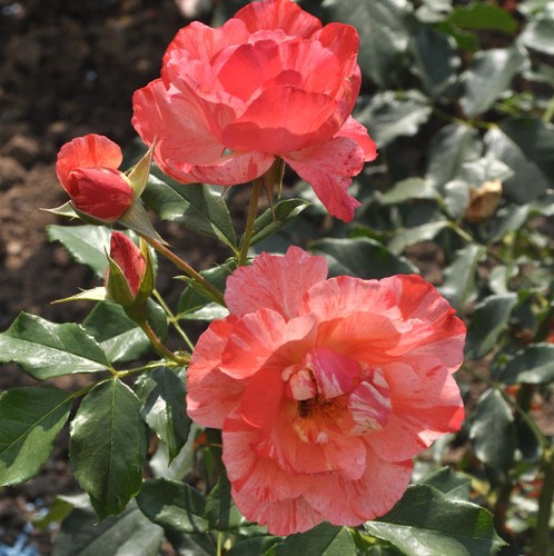 Malerrose grimaldi 60cm - grimaldi®, 30-60cm