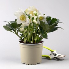 Christrose 'HGC® Wintergold®', weiß, Topf-Ø 17 cm, 2 Pflanzen