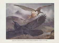 Brachvogel (Numenius arquata) verscheucht Kolkrabe FARBDRUCK von 1930