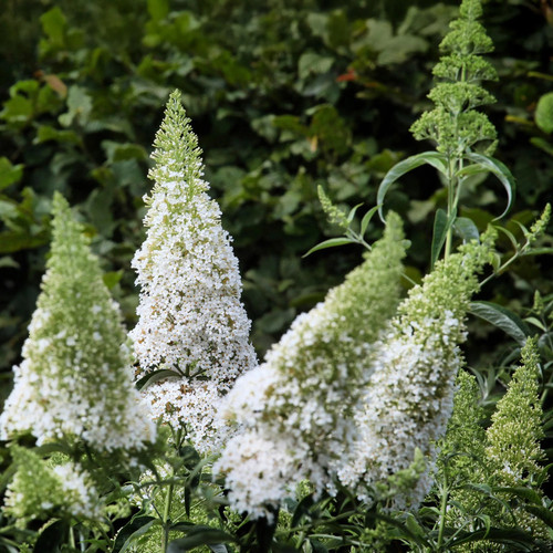 Schmetterlingsflieder buddleja - schmetterlingsflieder,
