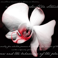 1x pro Art GLASBILD gla 243