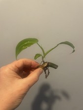 Philodendron radiatum - , (7)