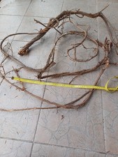 etwas biegsame (echte) Wurzeln * Aquarium