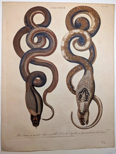 Schlangen blinde viper - schlangen:,