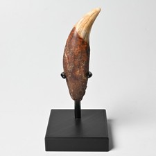 Höhlenbär Eckzahn 9cm