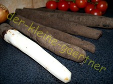 Echte schwarzwurzel - echte,