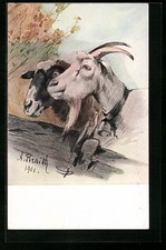 Ziege und Ziegenbock mit Glocke, Ansichtskarte 