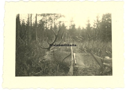 Orig foto förster forst - foto,