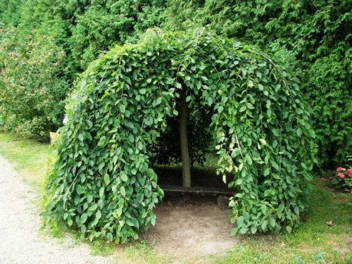 Hänge hainbuche pendula - hänge-hainbuche, 'pendula'