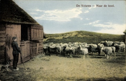 Veluwe naar kooi - veluwe,,