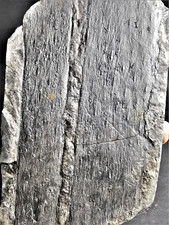 Lepidodendron rimosum -