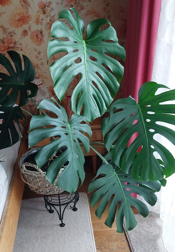 Monstera fensterblatt sehr - fensterblatt,