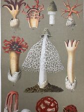 Originalgrafik Flora