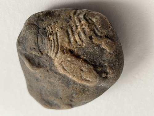 Fossile schildkröte - fossile, 75