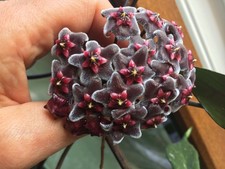 Hoya Pubicalix Royal Hawaiian Purple ,großer Ableger 