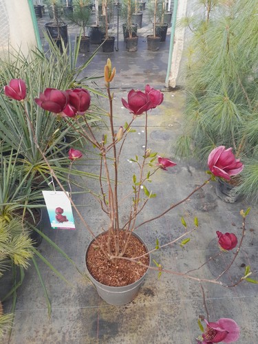 Magnolie genie 90 100cm - magnolie, "genie"®,